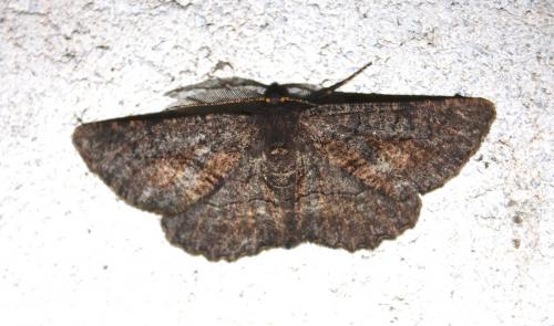 Nychiodes notarioi